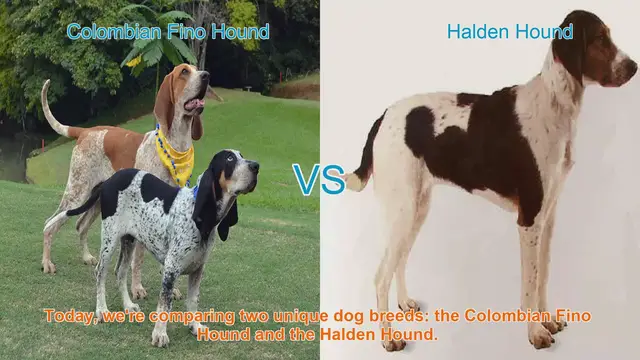 Video thumbnail for Comparing Colombian Fino Hound and Halden Hound: A Comprehensive Guide