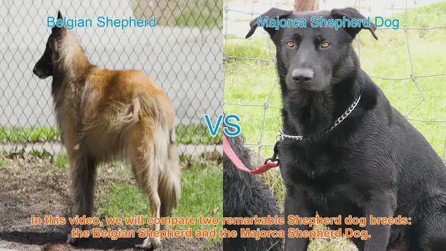 Video thumbnail for Belgian Shepherd vs. Majorca Shepherd Dog: A Comprehensive Comparison