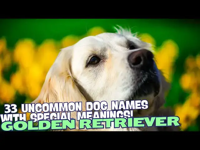 Video thumbnail for 33 Uncommon Golden Retriever Names with Special Meanings 🌟