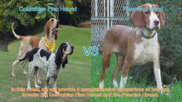 Video thumbnail for Colombian Fino Hound vs. Posavac Hound: A Comprehensive Breed Comparison