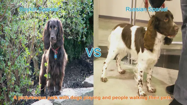 Video thumbnail for Exploring Boykin Spaniel and Russian Spaniel: A Breed Comparison