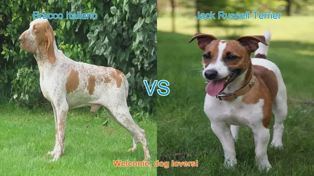 Video thumbnail for Bracco Italiano vs. Jack Russell Terrier: A Comprehensive Comparison