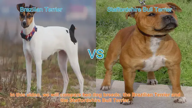 Video thumbnail for Brazilian Terrier vs. Staffordshire Bull Terrier: A Comprehensive Comparison