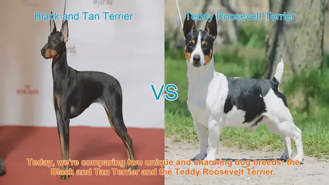 Video thumbnail for Comparing Black and Tan Terrier vs. Teddy Roosevelt Terrier