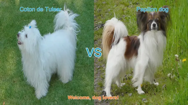 Video thumbnail for Coton de Tulear vs. Papillon: A Comparison of Adorable Long-Haired Dog Breeds