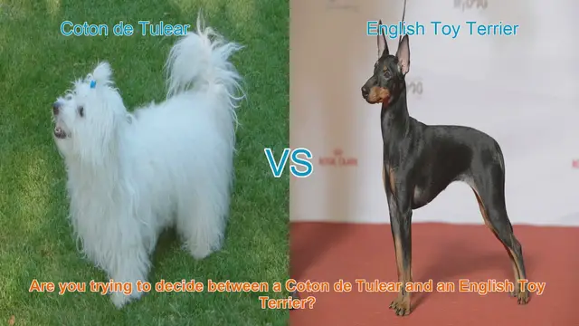 Video thumbnail for Coton de Tulear vs. English Toy Terrier: Choosing the Right Dog Breed