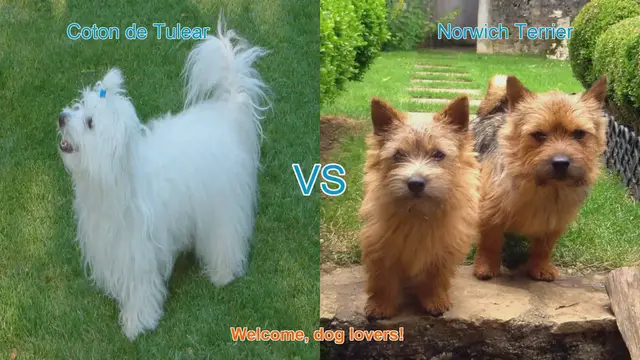 Video thumbnail for Coton de Tulear vs. Norwich Terrier: A Comparison of Delightful Dog Breeds