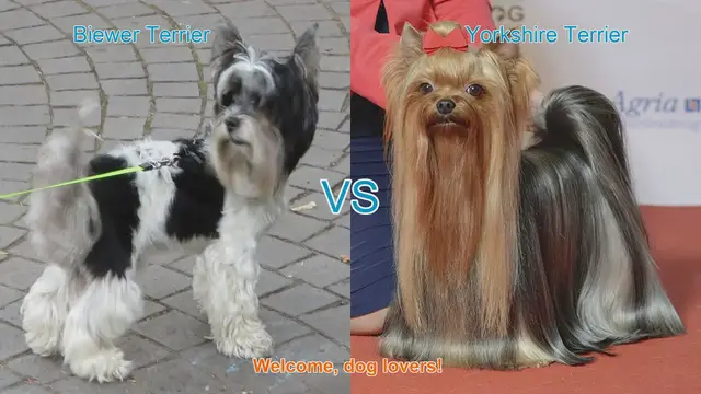 Video thumbnail for Biewer Terrier vs. Yorkshire Terrier: A Comparison of Two Popular Dog Breeds