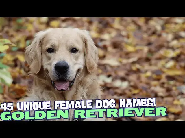 Video thumbnail for 45 Unique Names for Female Golden Retrievers🐾