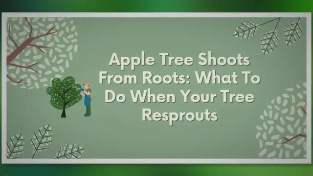 Video thumbnail for Apple Tree Shoots From Roots: What To Do When Your Tree Resprouts