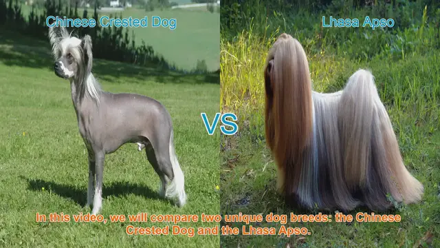 Video thumbnail for Comparing Chinese Crested Dog and Lhasa Apso: Appearance, Temperament, and Care