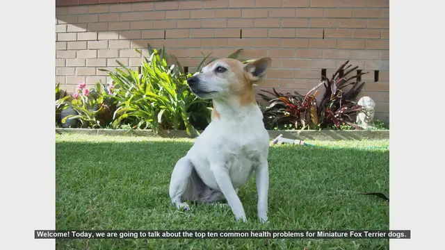 Video thumbnail for Top 10 Common Health Problems in Miniature Fox Terriers