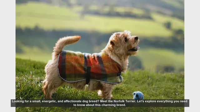 Video thumbnail for Meet the Norfolk Terrier: Energetic, Affectionate, and Full of Personality