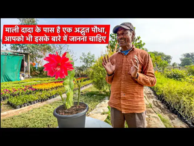 'Video thumbnail for Brahma Kamal का रहस्य | इस पौधे के फायदे और रोचक तथ्य जानें'