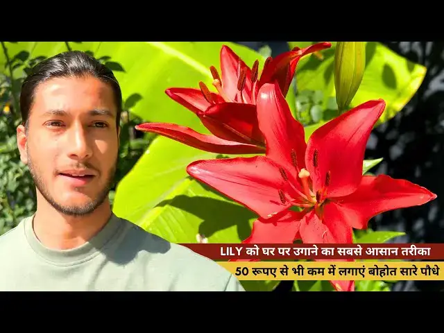 'Video thumbnail for Lily को घर पर उगाने का सबसे आसान तरीका 🌸'