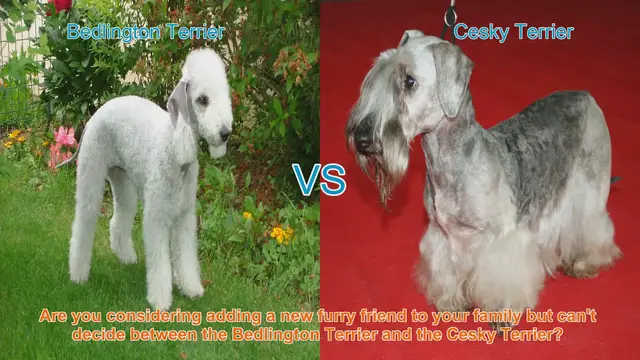 Video thumbnail for Bedlington Terrier vs. Cesky Terrier: A Comprehensive Breed Comparison