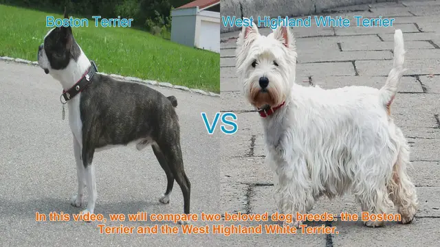 Video thumbnail for Boston Terrier vs. West Highland White Terrier: A Comparison