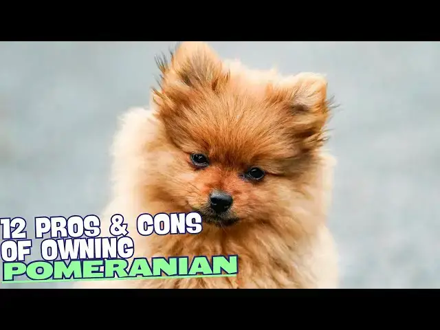 Video thumbnail for 12 Pros & Cons of Owning a Pomeranian🐾
