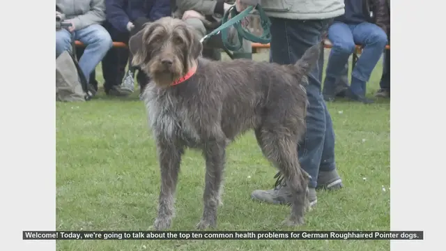 Video thumbnail for Top 10 Health Issues in German Roughhaired Pointers