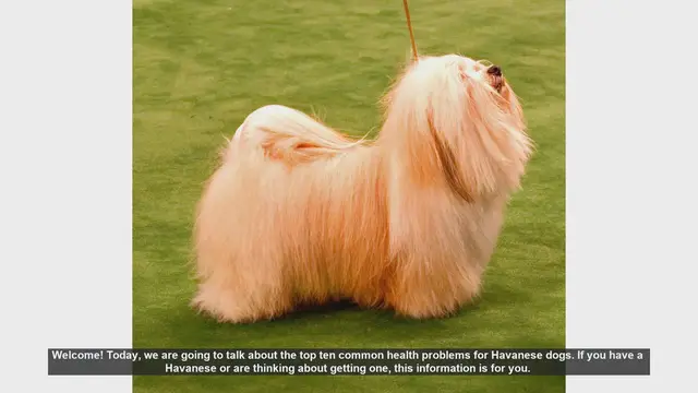 Video thumbnail for Top 10 Common Health Problems in Havanese Dogs