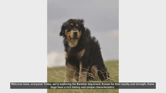 Video thumbnail for Bankhar Dog Breed: Pros and Cons of Owning This Loyal Guardian