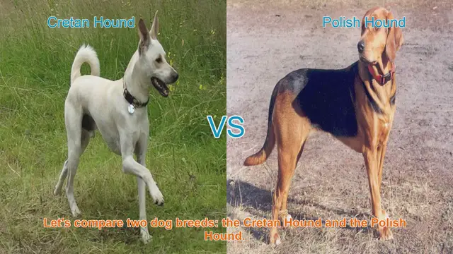 Video thumbnail for Comparing Cretan Hound and Polish Hound: Essential Breed Information
