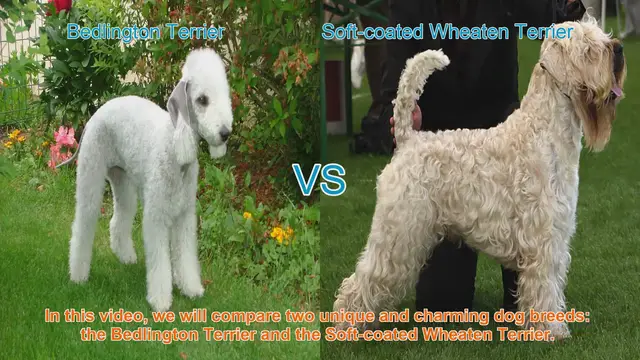 Video thumbnail for Bedlington Terrier vs. Soft-coated Wheaten Terrier: A Comparison