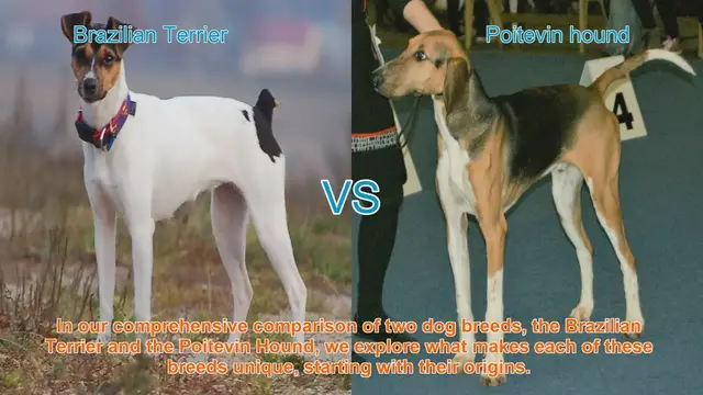 Video thumbnail for Comparing Brazilian Terrier and Poitevin Hound: Origins, Characteristics, and Temperament