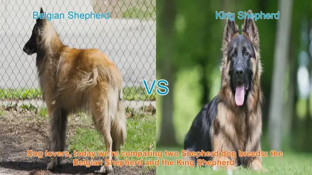 Video thumbnail for Belgian Shepherd vs. King Shepherd: A Comparison of Two Shepherd Dog Breeds