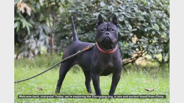 Video thumbnail for Chongqing Dog: Pros and Cons of This Rare Chinese Breed