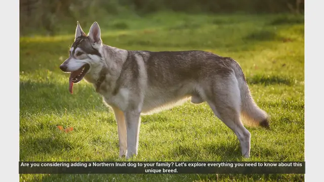 Video thumbnail for Northern Inuit Dog: Everything You Need to Know