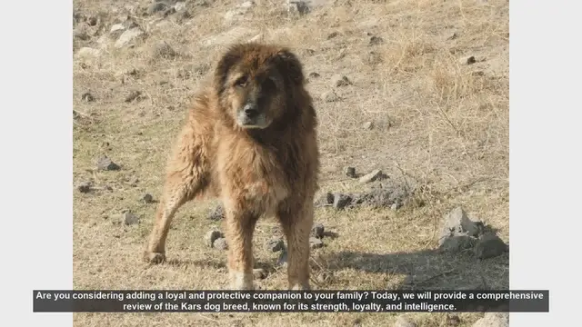 Video thumbnail for Kars Dog Breed Review: The Loyal and Protective Family Companion
