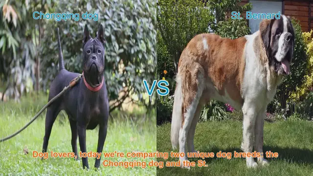 Video thumbnail for Chongqing Dog vs. St. Bernard: Breed Comparison
