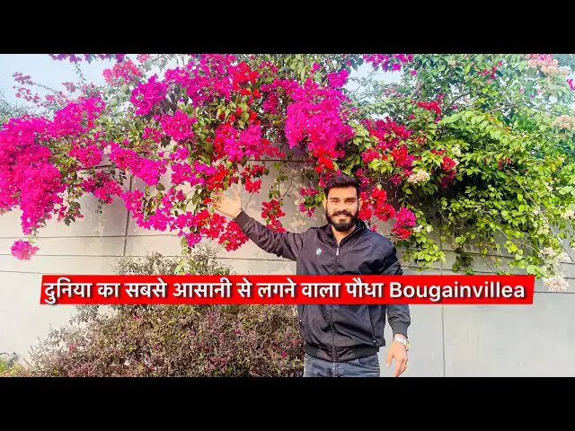 'Video thumbnail for दुनिया का सबसे आसानी से लगने वाला पौधा Bougainvillea'