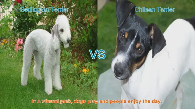 Video thumbnail for Bedlington Terrier vs. Chilean Terrier: A Comparative Guide