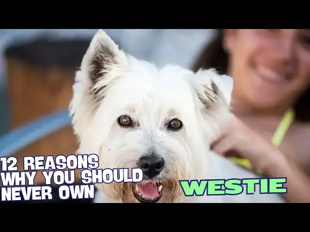 Video thumbnail for 12 Reasons Why You Should Never Own a West Highland White Terrier🐾