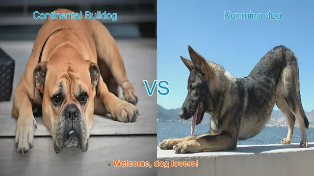 Video thumbnail for Comparing Continental Bulldog and Kunming Dog: Origins, Physical Traits, and Temperament