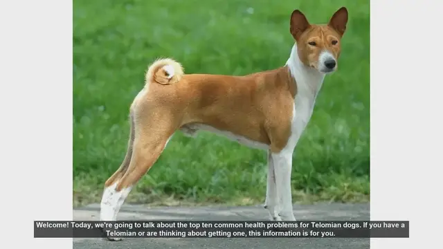 Video thumbnail for Top 10 Common Health Problems in Telomian Dogs