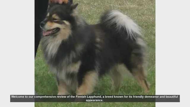Video thumbnail for Finnish Lapphund: The Ultimate Guide to This Friendly and Fluffy Breed