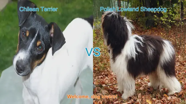 Video thumbnail for Chilean Terrier vs. Polish Lowland Sheepdog: A Breed Comparison