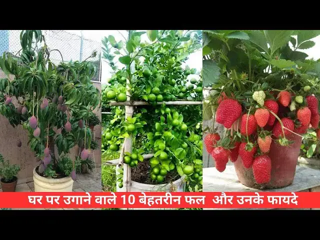 'Video thumbnail for घर पर उगाने वाले 10 बेहतरीन फल और उनके फायदे #fruits'