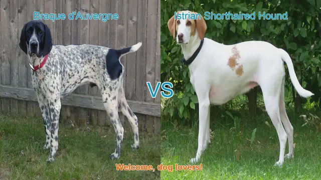 Video thumbnail for Braque d'Auvergne vs. Istrian Shorthaired Hound: A Comprehensive Comparison