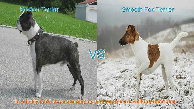 Video thumbnail for Boston Terrier vs. Smooth Fox Terrier: A Comparison of Beloved Dog Breeds