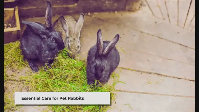 'Video thumbnail for Introduction to Basic Rabbit Care - Goygar'