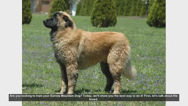 Video thumbnail for How to Train Your Estrela Mountain Dog: A Step-by-Step Guide