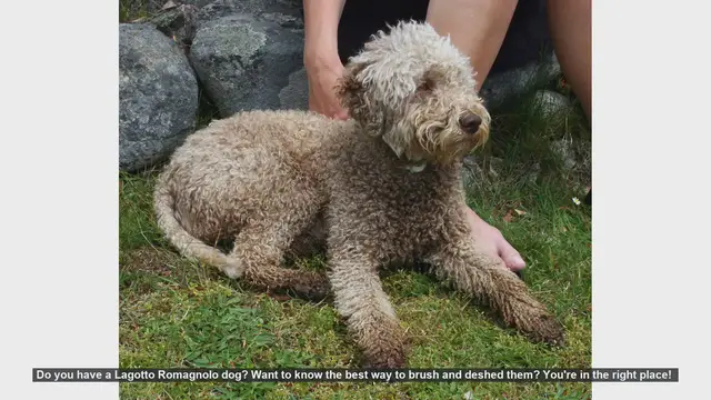 Video thumbnail for How to Brush and Deshed Your Lagotto Romagnolo: Essential Tips