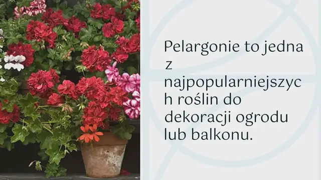 Video thumbnail for Oto jak mieć piękne i kolorowe pelargonie, aby upiększyć ogród
