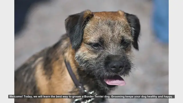 Video thumbnail for How to Groom Your Border Terrier: Step-by-Step Guide