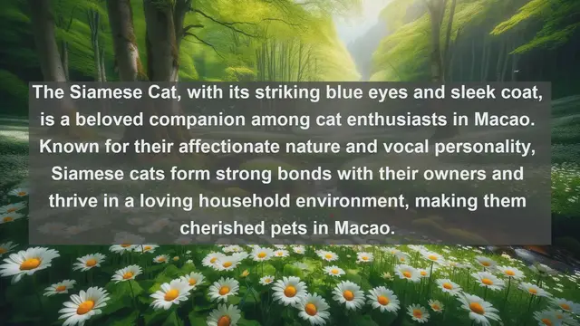 Video thumbnail for Discover Macao's Most Cherished Companions: Top 10 Favorite Pets Unveiled