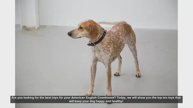 Video thumbnail for Top 10 Toys for Your American English Coonhound